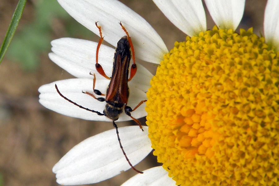 Stenopterus rufus reggiano